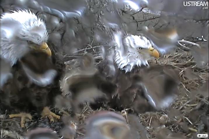Decorah Eagles Webcam Screen Shots: Wet Day at Decorah Nest