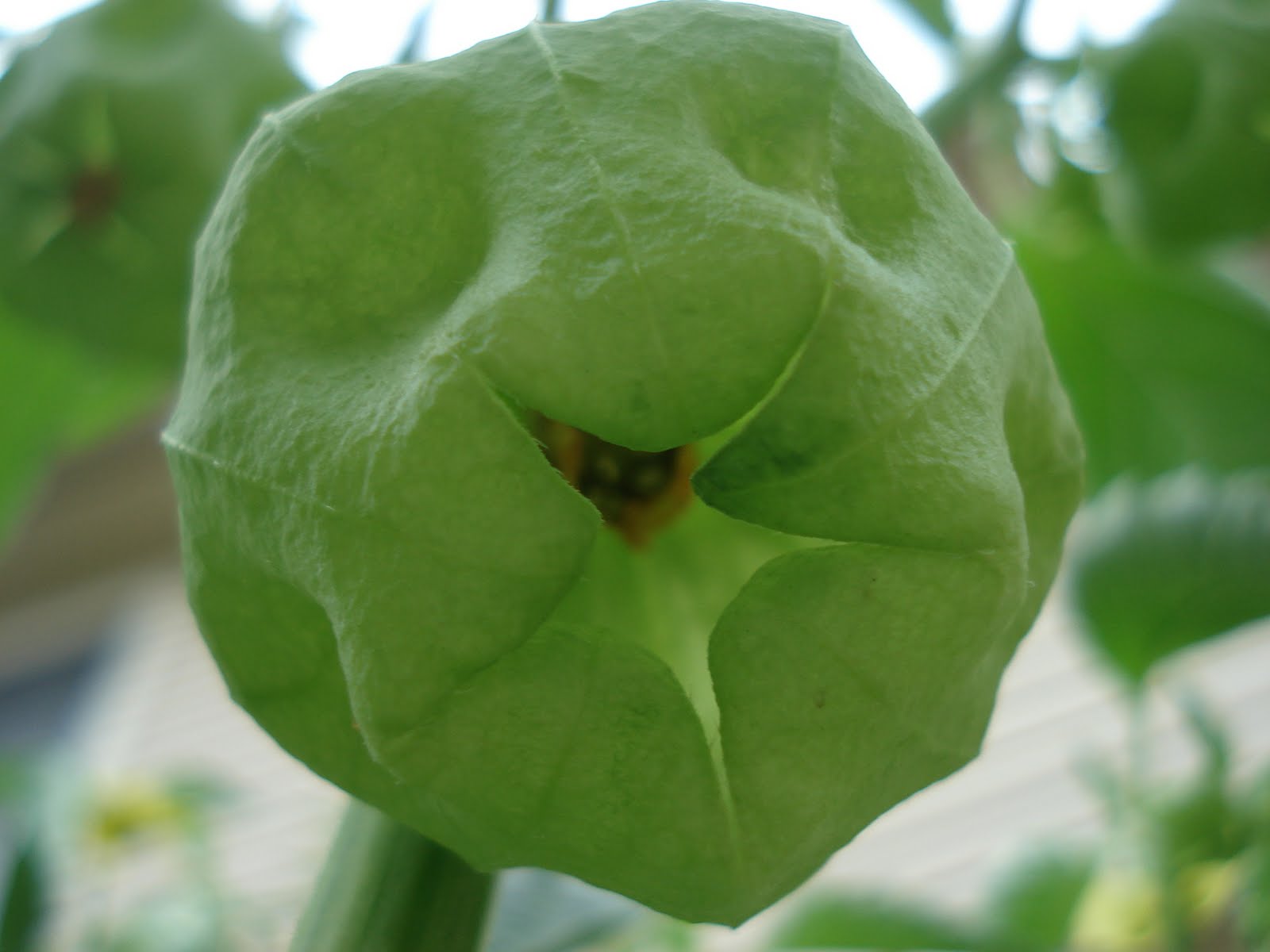 Bumble Lush Garden Tomatillo Time Lapse