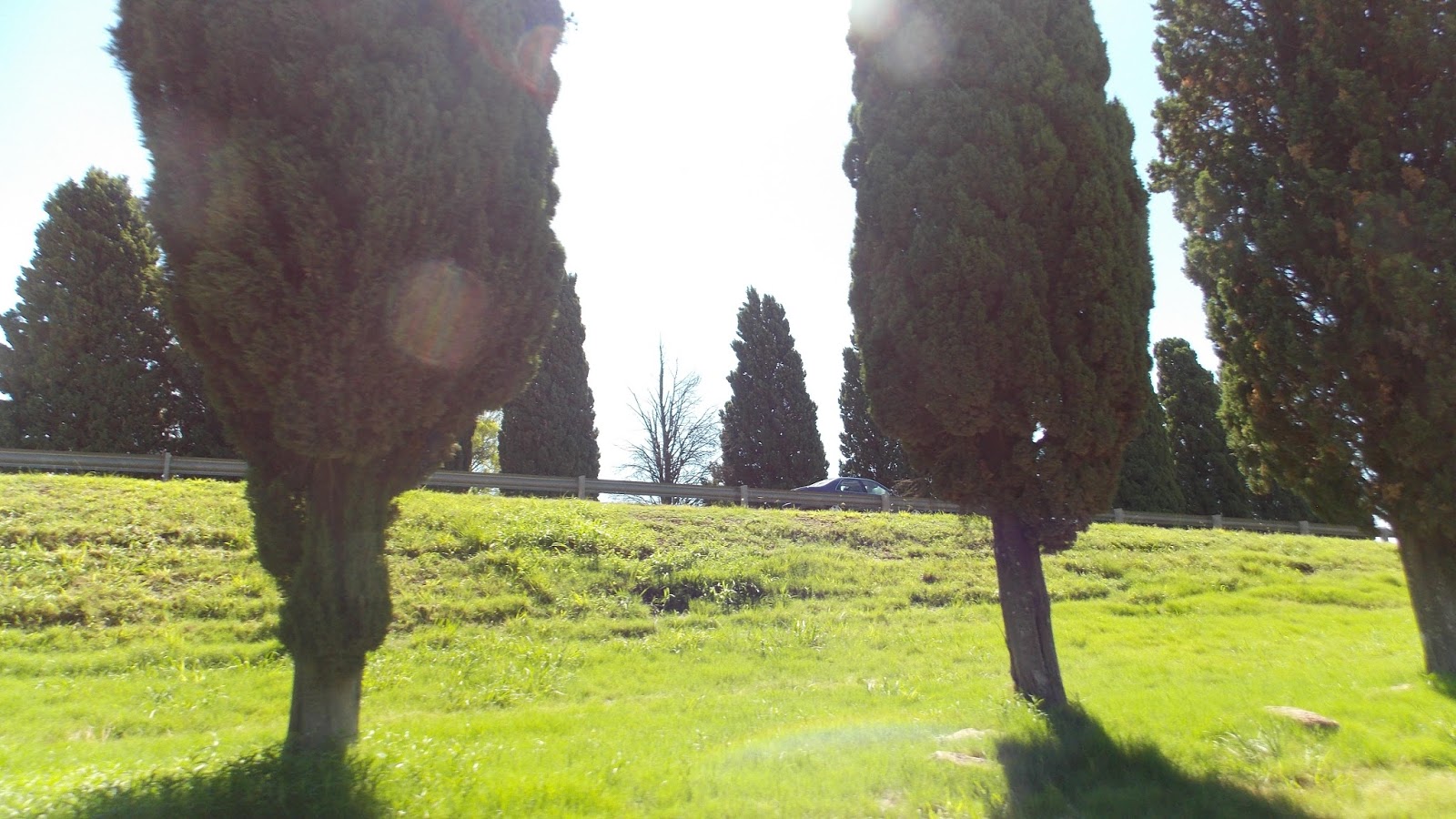 Arbol de pino wallpapers