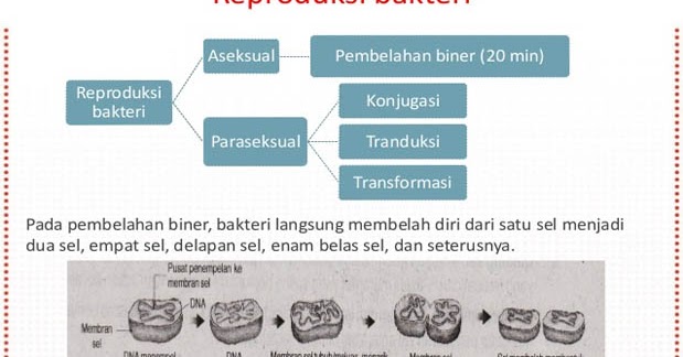 Reproduksi Bakteri, Tahapan, Cara, Contoh dan Gambar
