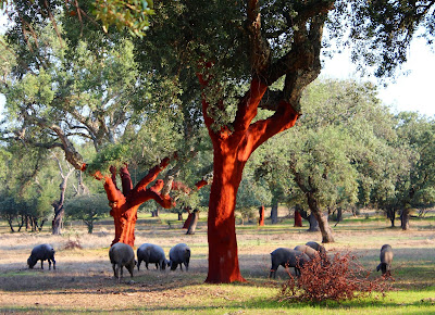 Cerdos ibéricos comiendo bellotas. Alcornoques. Parque Nacional de Monfragüe. Cáceres