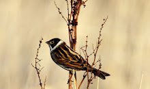 Soil Hill Reed Bunting