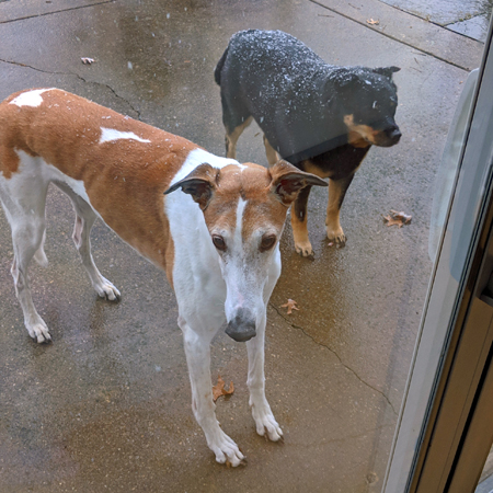 image of Dudley the Greyhound and Zelda the Black and Tan Mutt standing at the back door, waiting to come inside, while it's lightly snowing