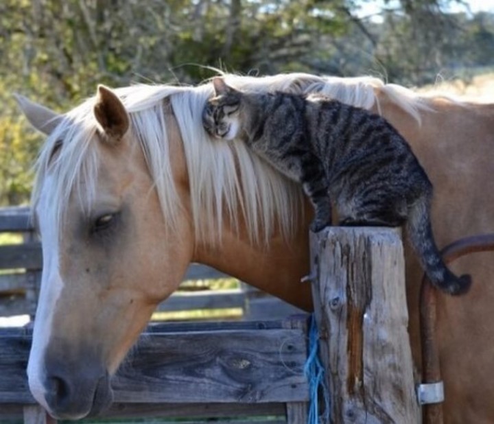 As fotos de animais fofos que mostram a amizade dos animais