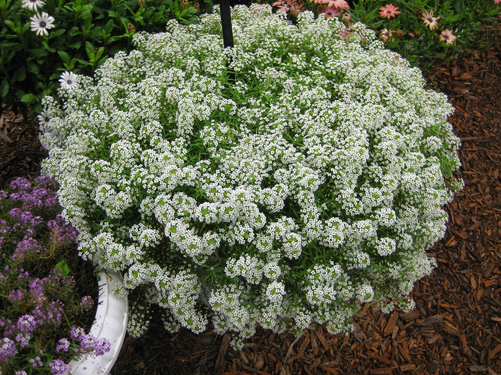 Rotary Botanical Gardens - Hort Blog: Sweet Alyssum (Lobularia maritima)