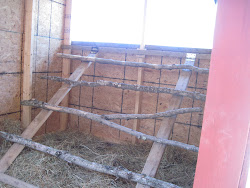 chicken coop heights jeans different sized holes choices branches feet