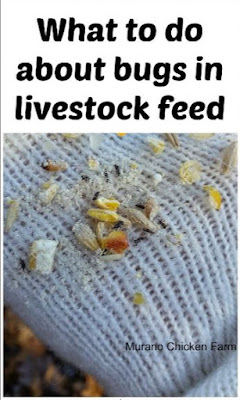 bugs | livestock feed