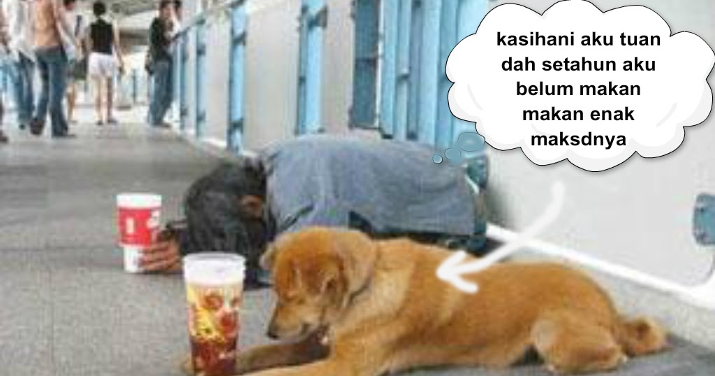  anjing jadi pengemis photo lucu dolapdolop kumpulan 