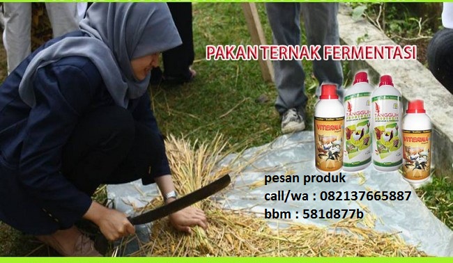 cara membuat pakan fermentasi jerami distributor viterna cara membuat pakan fermentasi jerami distributor viterna