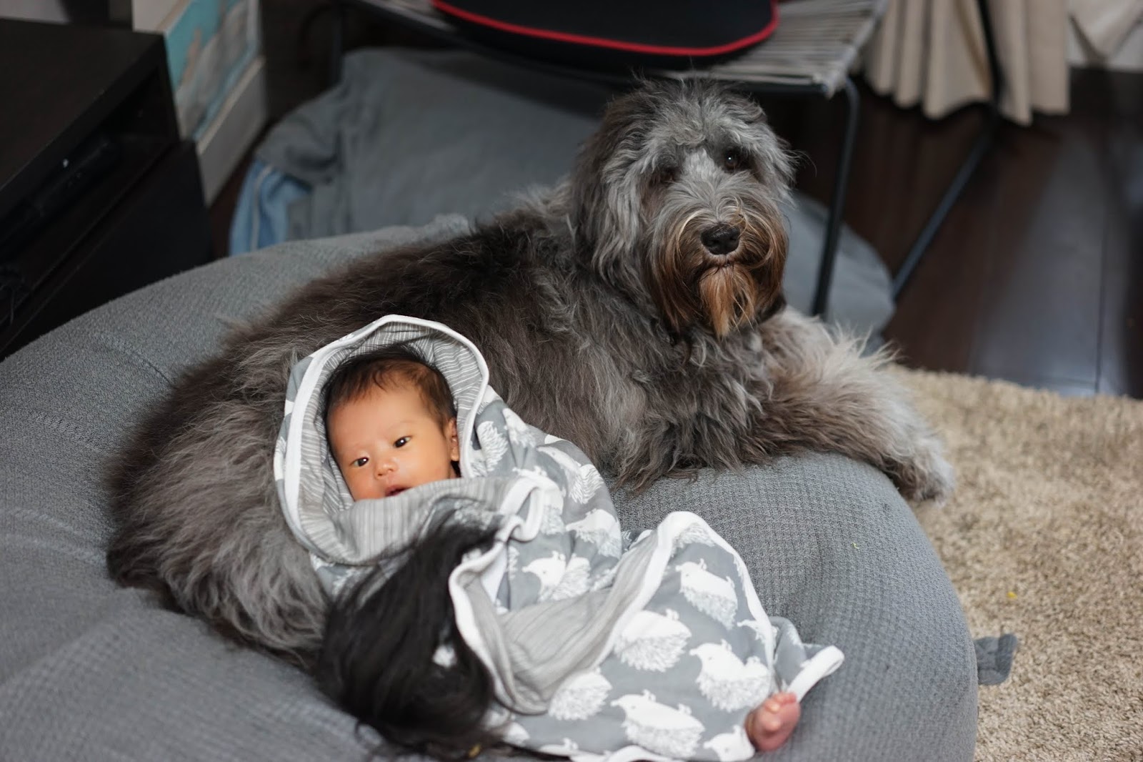 ペットアレルギー：子供と犬が一緒に仲良く暮らせる為に調べた事⑤ ジオファミリーブログ Jiofamily Blog
