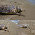 Μία ακόμα νεκρή χελώνα καρέτα - καρέτα στην παραλία του Δρεπάνου (+ΦΩΤΟ)
