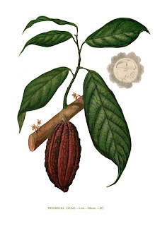 planta-cacao