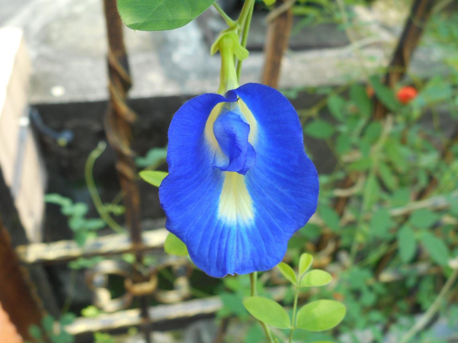 Refreshing Blue Pea Flower Tea With Lemon The Hedgehog Knows