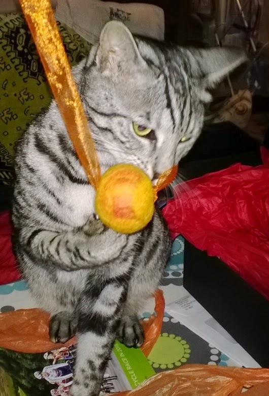 Lancaster & Morecambe Pet Search Lost Cats