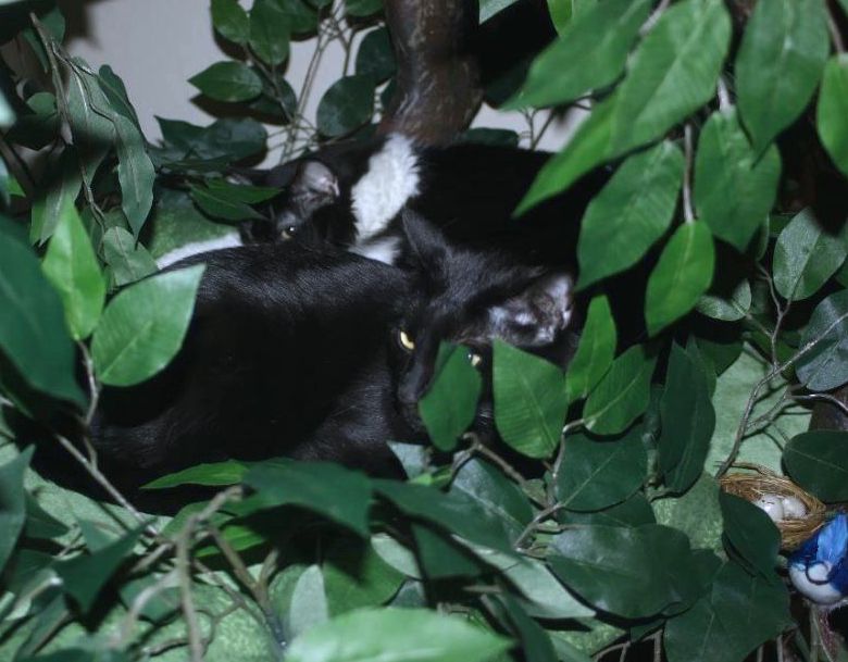 Fairy Tale Cat Trees May 2017