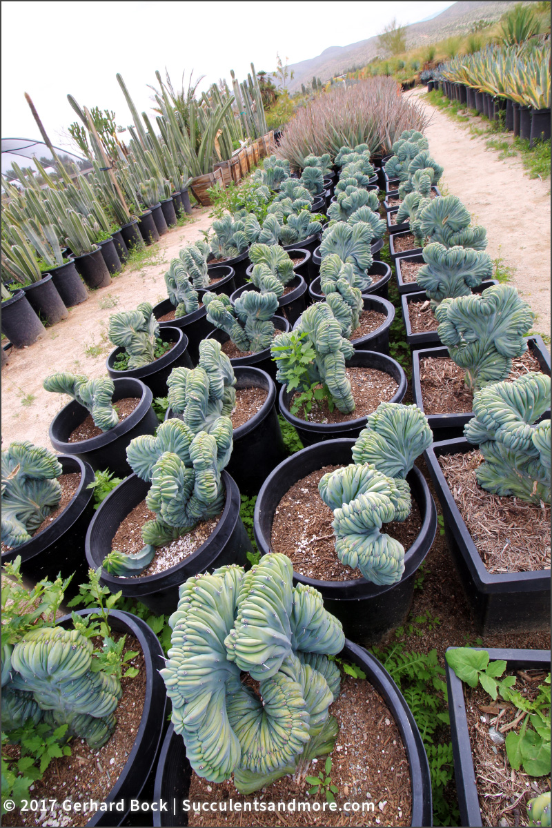 Sunland Cactus Nursery Kew Gardens Monstrose Cereus Sp