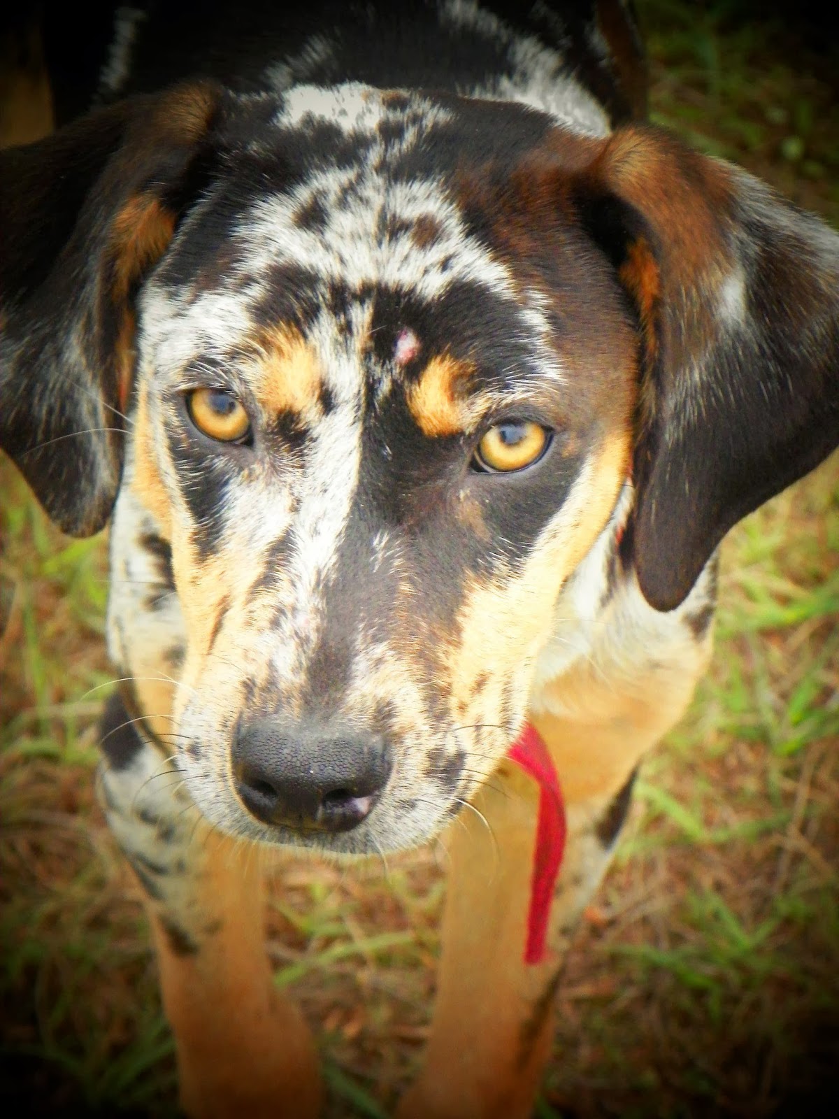 Catahoulas For Sale