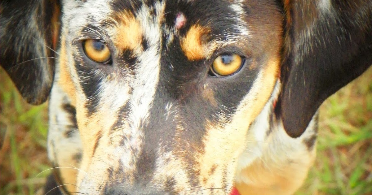 Catahoulas For Sale Finished Working Dog For Sale