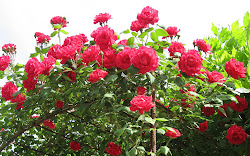 rose flowers wallpapers desktop flower roses natural backgrounds summer pink
