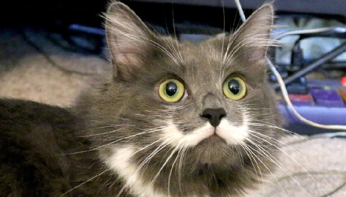 5 Fakta Unik Tentang Kumis Kucing Bukan Tanaman Obat Cak Mol