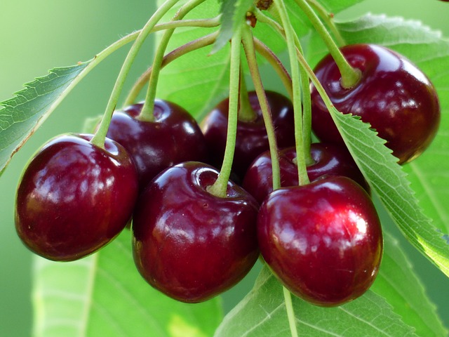 Trái cherry bao nhiêu tiền 1kg?