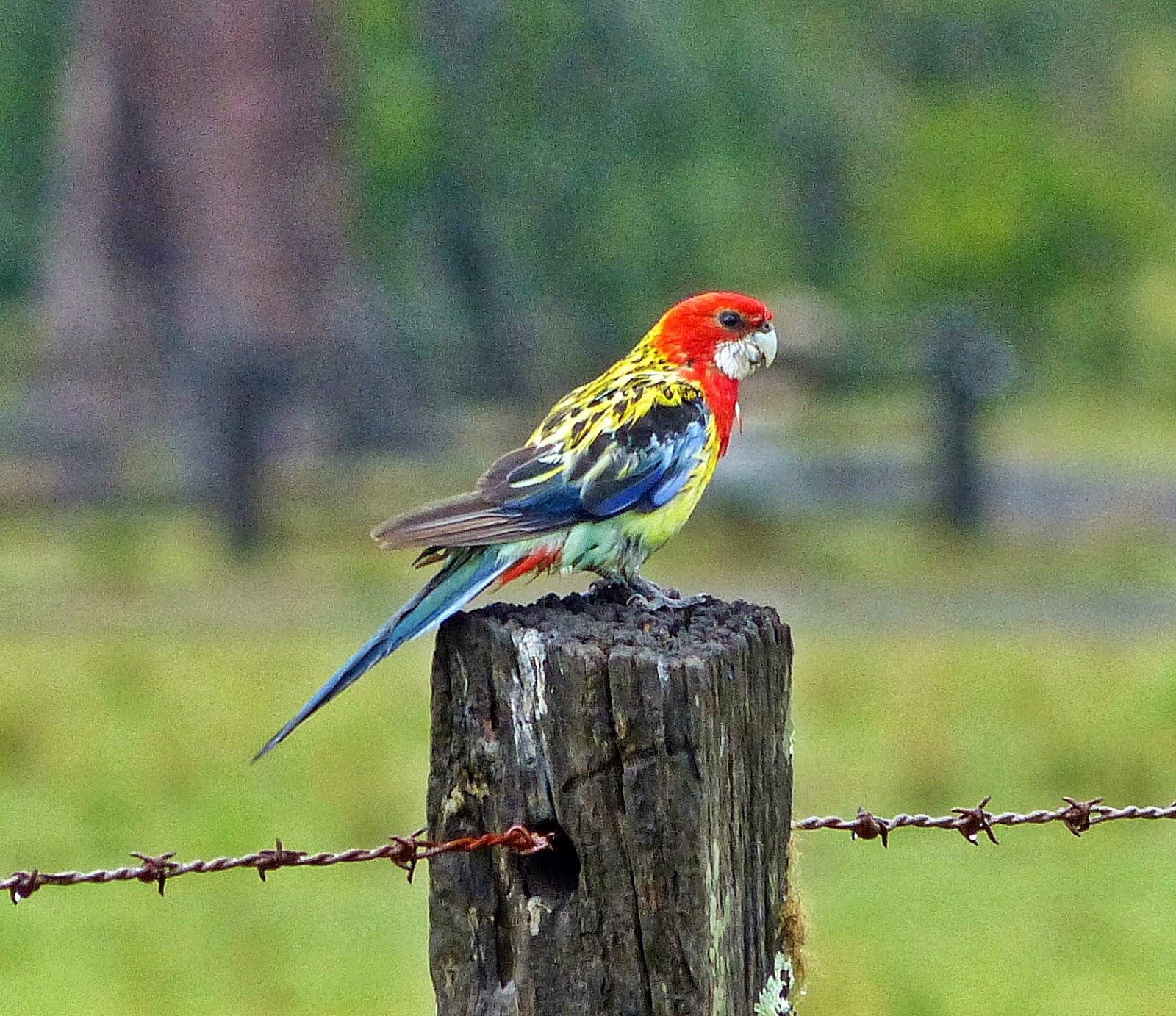 A.W.Birder Always on the lookout for fine birds... South Queensland