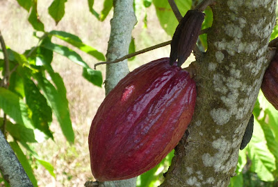 Manfaat dan Khasiat Buah Cokelat Manfaat dan Khasiat Buah Cokelat