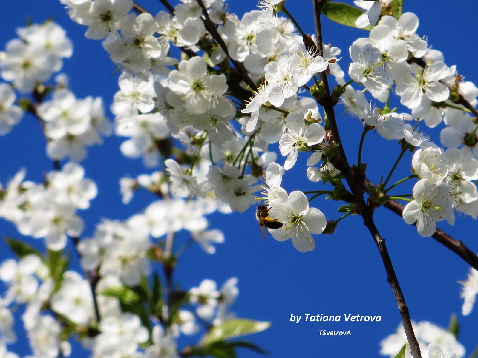 The Cultural Significance Of Cherry Blossoms 