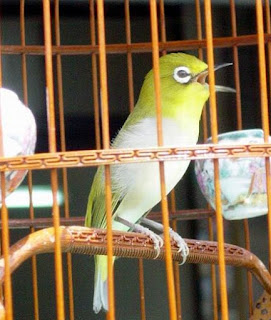 cara-merawat-burung,cara-perawatan-pleci-juara,makanan-pleci-juara,pleci-juara-nasional,harga,pleci-juara-mp3,juara-1,lomba,cara-perawatan-pleci-aduan, cara-merawat-burung,cara-perawatan-pleci-juara,makanan-pleci-juara,pleci-juara-nasional,harga,pleci-juara-mp3,juara-1,lomba,cara-perawatan-pleci-aduan,