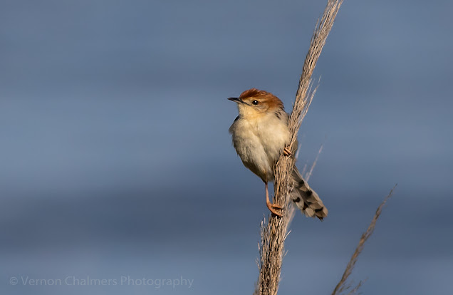 Little Cisticola on guard in the Table Bay Nature Reserve