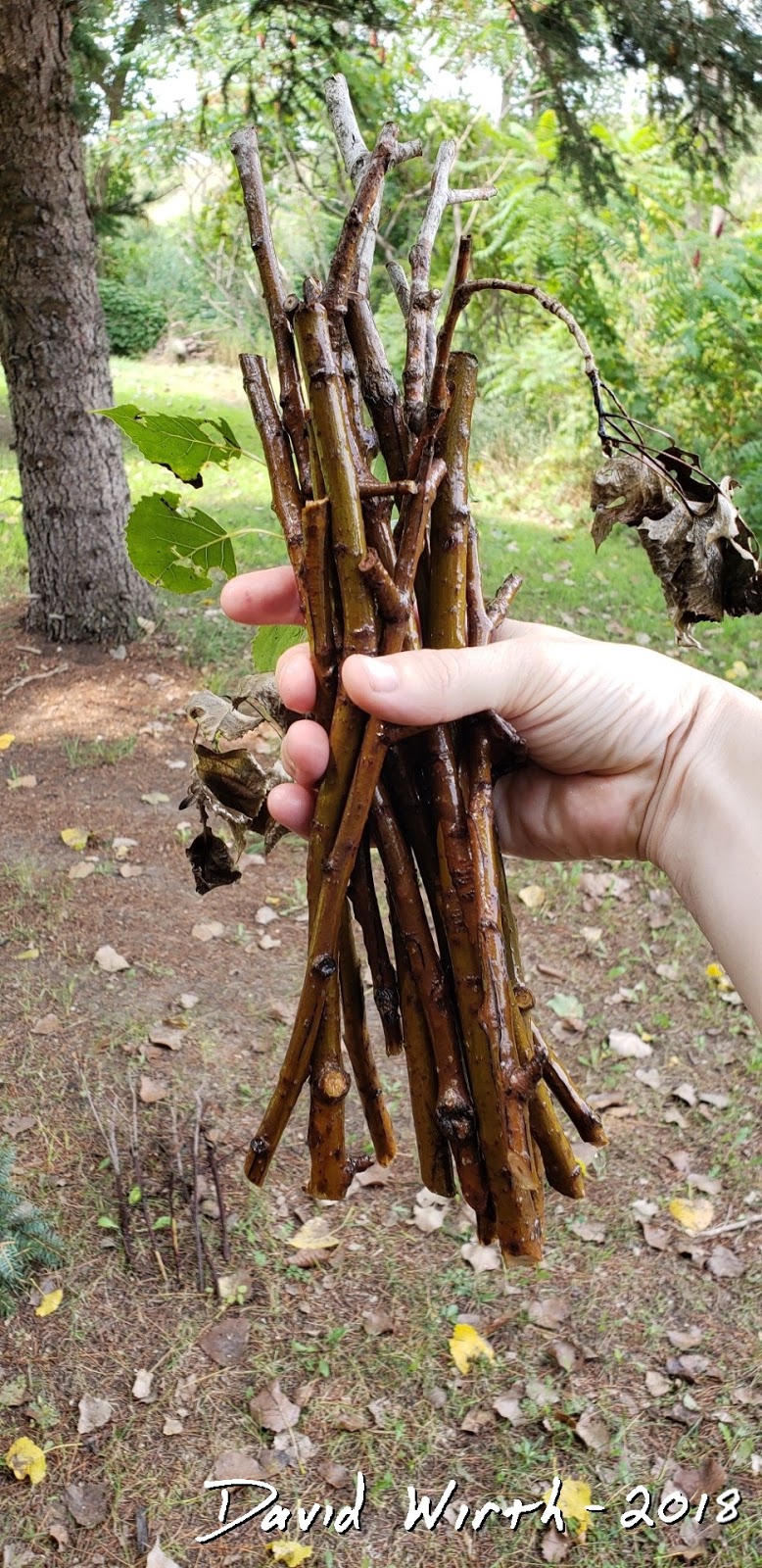 Propagation of Tree Branches Grow Tree from Cuttings