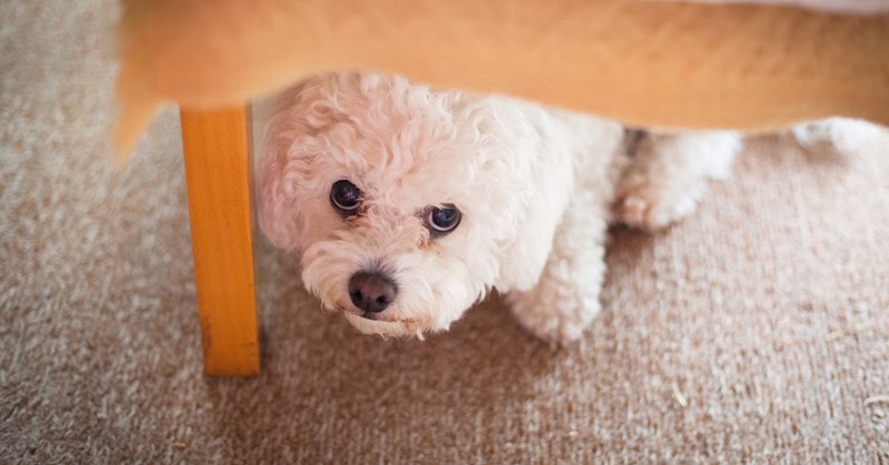 desensitization therapy for dogs