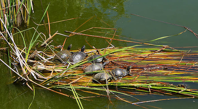 Red-eared sliders (Trachymes scripta elegans) gathering