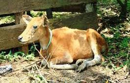 Sapi anda tidak mau makan? inilah penyebab dan cara mengatasinya