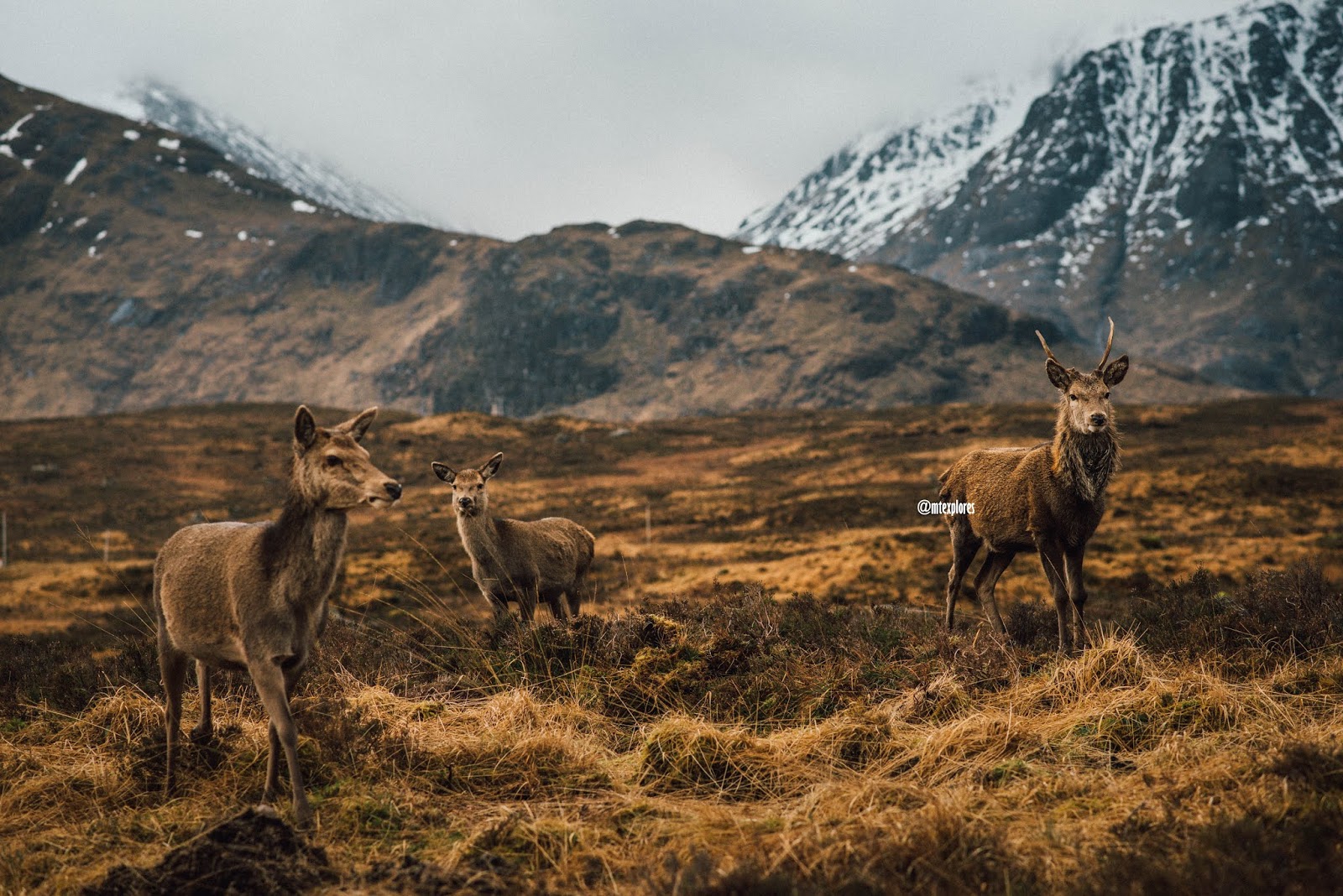 deer at kings house hotel glencoe tame liquidgrain liquid grain deer at kings house hotel glencoe tame liquidgrain liquid grain