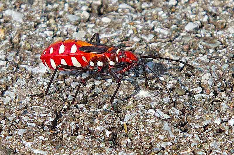 insect, Red Cotton Bug, Dysdercus cingulatus