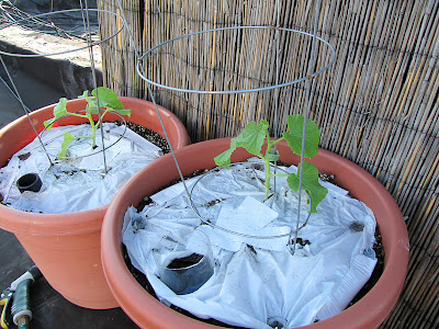 Bucolic Bushwick Rooftop Vegetable Garden Melons