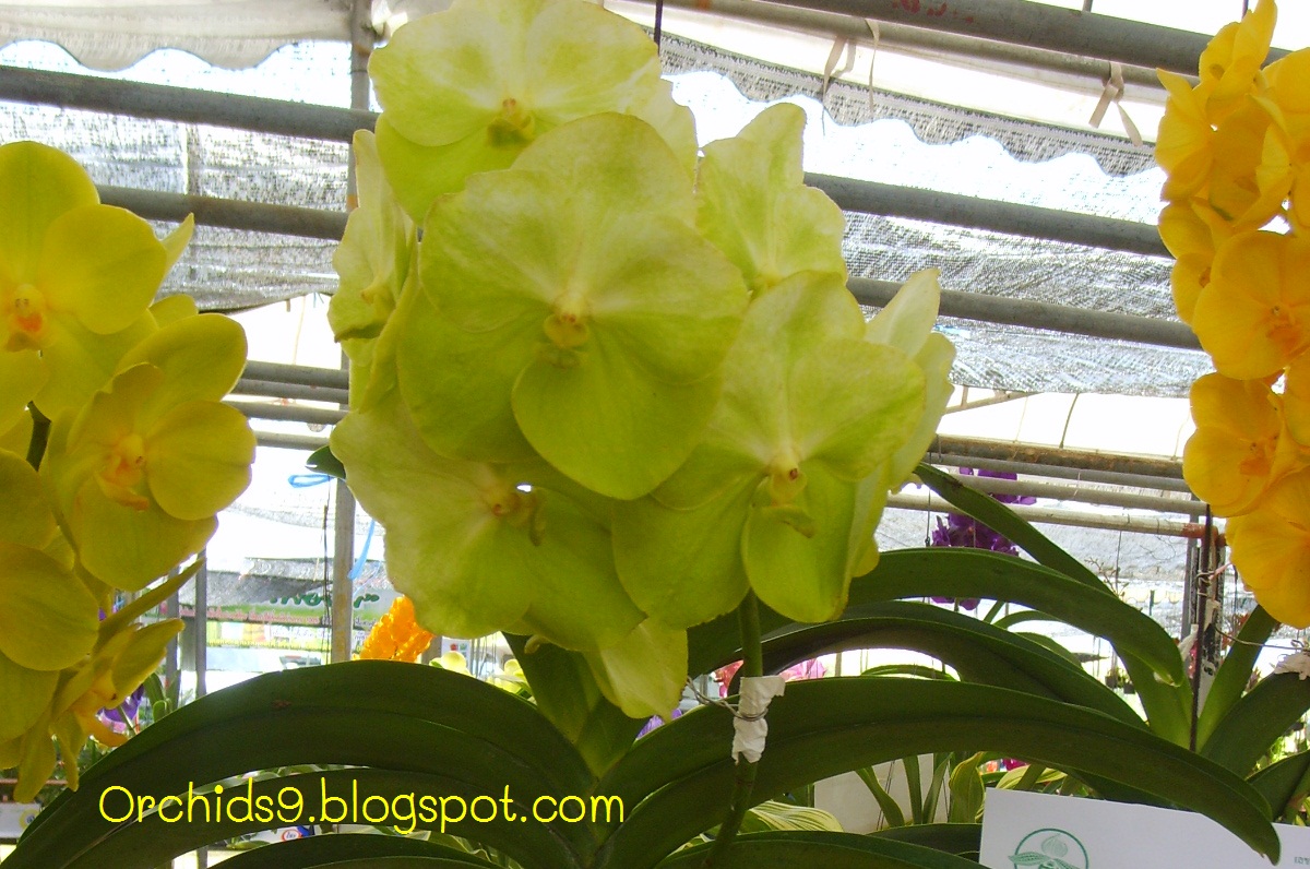 Orchids Flowers Pictures Bulbophyllum Vanda Cattleya Cymbidium ...