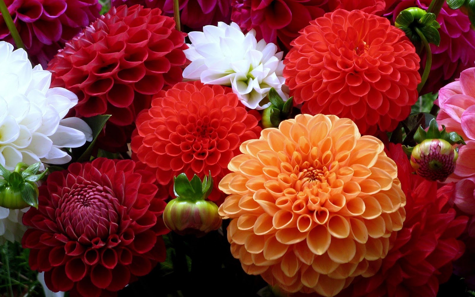 Flowers Dp's Royal Pic. WOrld