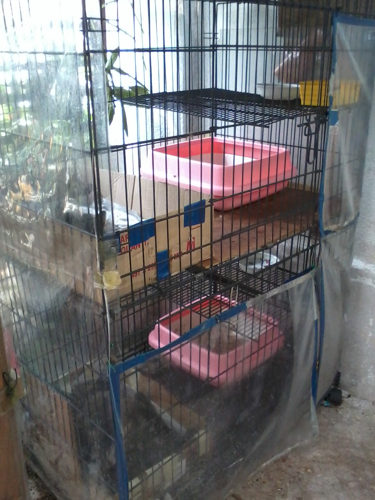 Kisah Hidupku Cerita Pasal Kucing Kisah Hidupku Cerita Pasal Kucing