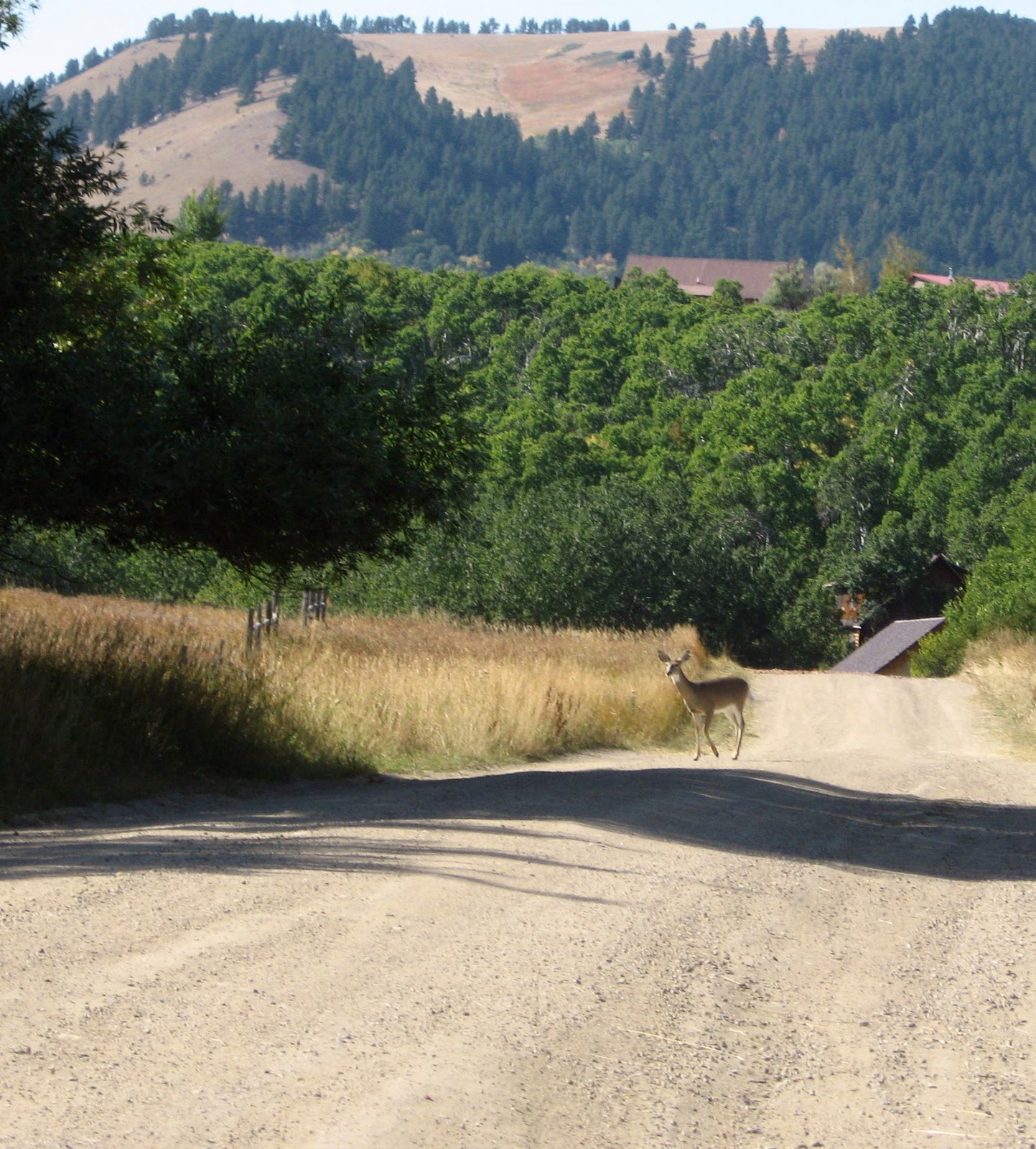 Pinecones and Roses Story, Wyoming