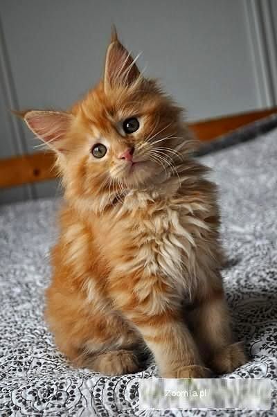 Berita Unik Menarik 150 Gambar Kucing Lucu Imut Anggora Persia