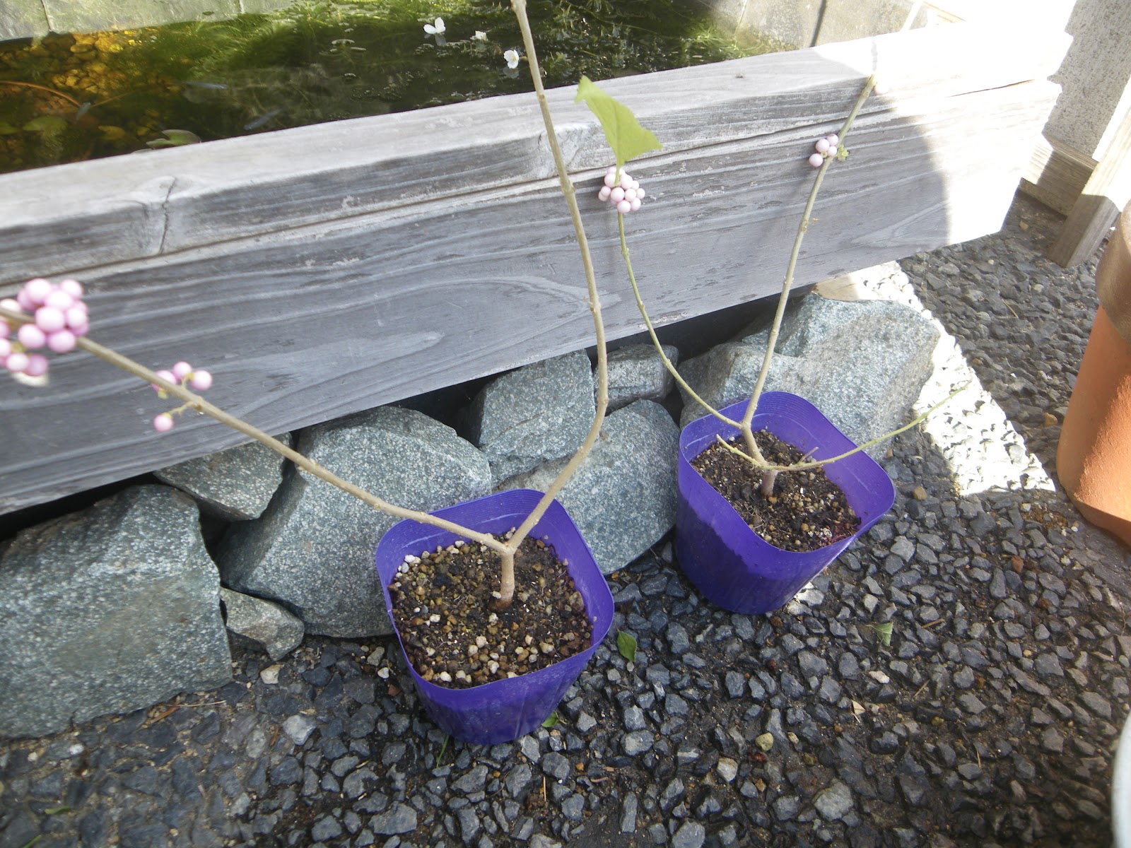 紫式部 ムラサキシキブ の種まき 実から種を取り出して種まきする方法 メダカの大工