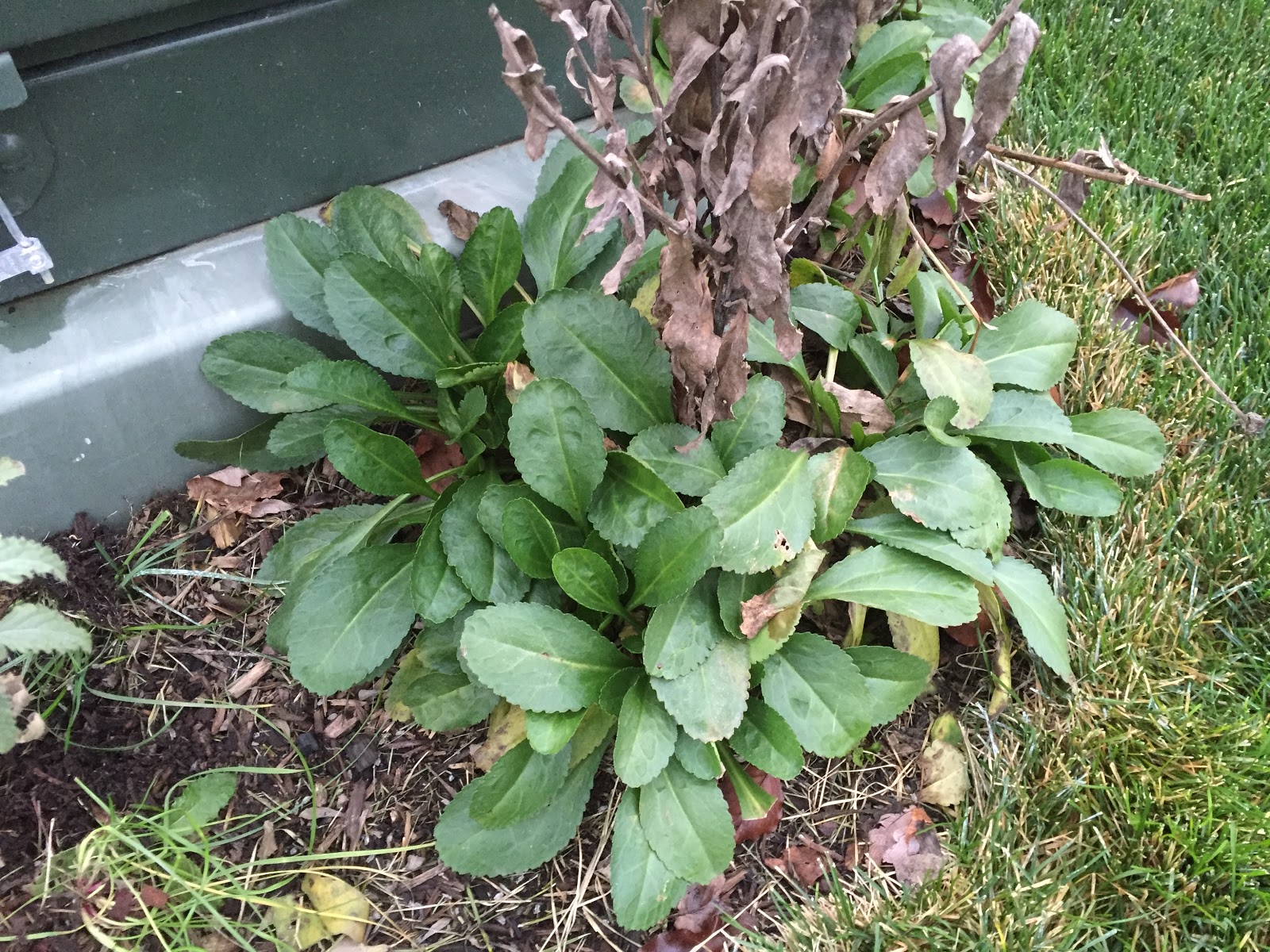 Victoria Gardens Medium Scale Evergreen Shrubs Pieris Japonica