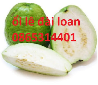 Địa chỉ cung cấp giống ổi lê đài loan, cây ghép, cây chiết chuẩn giống. Địa chỉ cung cấp giống ổi lê đài loan, cây ghép, cây chiết chuẩn giống.