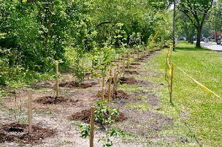 Trees Planted By GOAL Volunteers