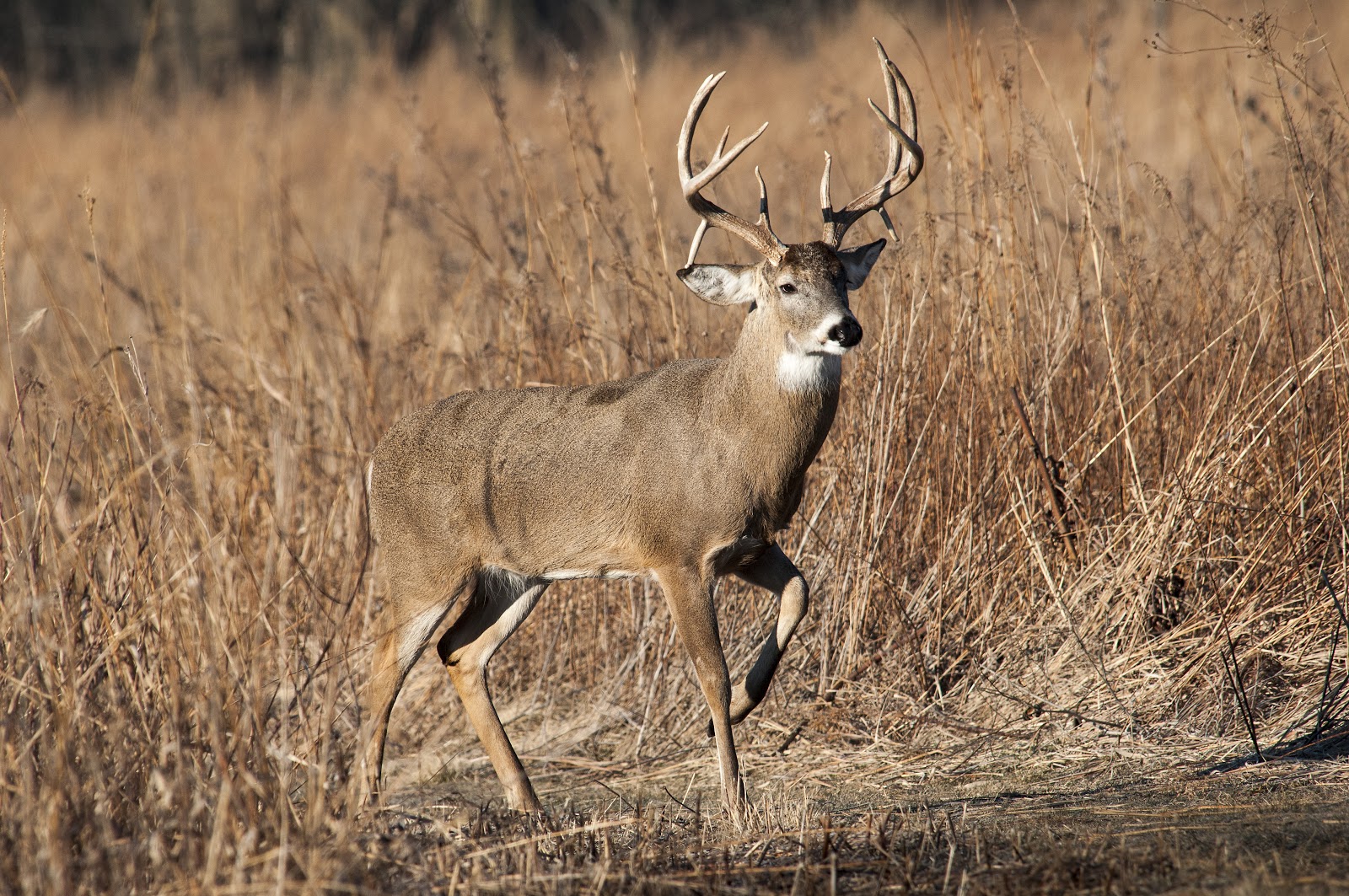 Perseverance wins in the end. White tailed deer in rut