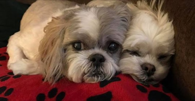 Vai sair a noite? Veja como Deixar o seu Shih tzu Sozinho Seguro e Feliz