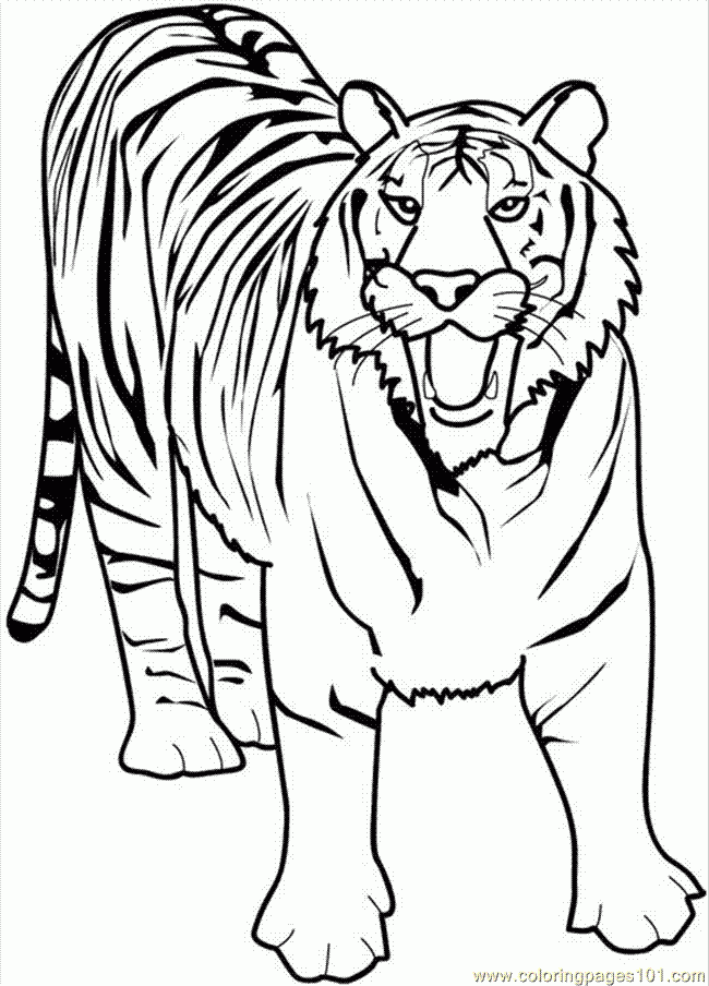 Mewarnai Gambar Harimau Mewarnai Gambar Mewarnai Gambar Harimau Mewarnai Gambar