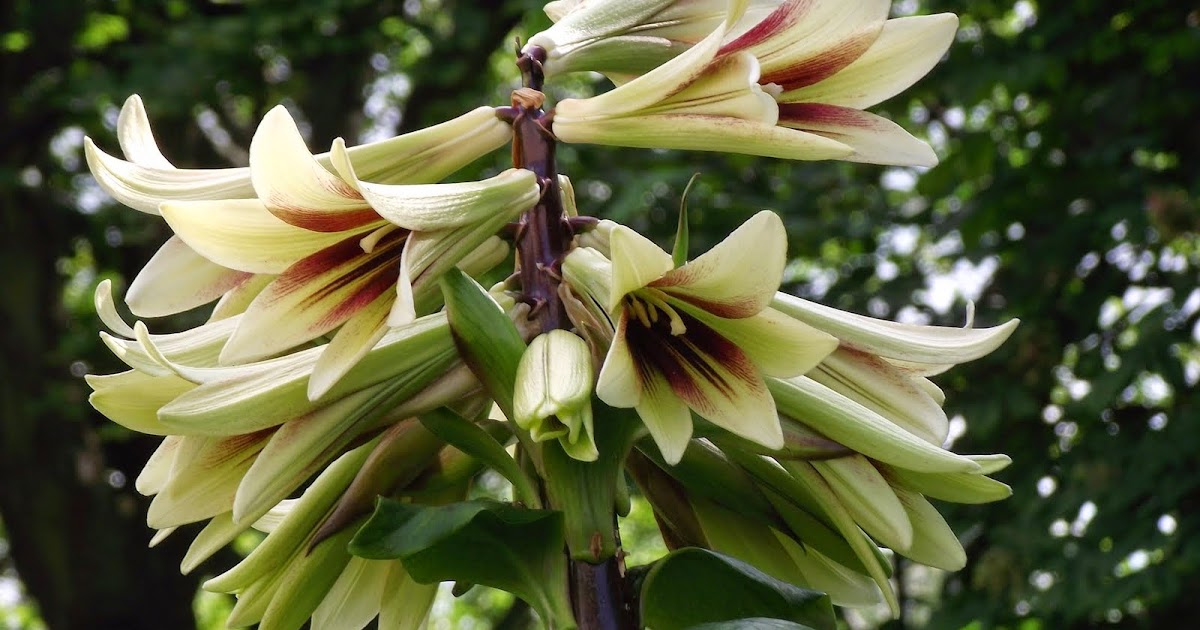 HOW TO GROW THE GIANT HIMALAYAN LILY Cardiocrinum giganteum The